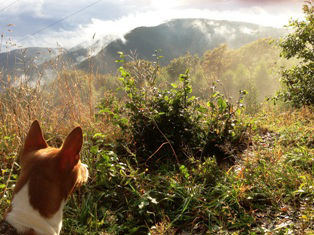 Op vakantie met hond naar Sauerland