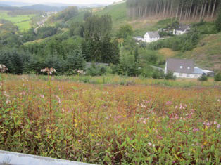 Omgeving Dörnberg Bestwig