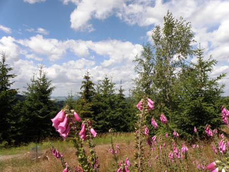 Bloemen in de omgeving van het vakantiehuis