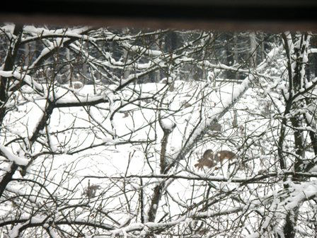 reeen in de tuin in Sauerland